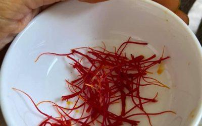 Home grown saffron