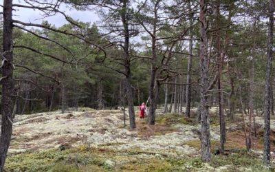 Pinus Sylvestris