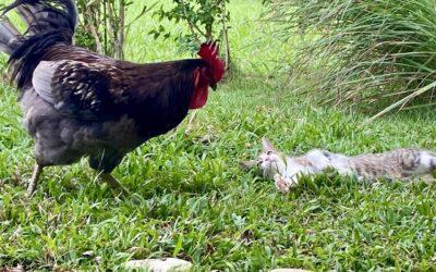 Cat and rooster