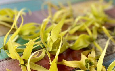 Ylang Ylang