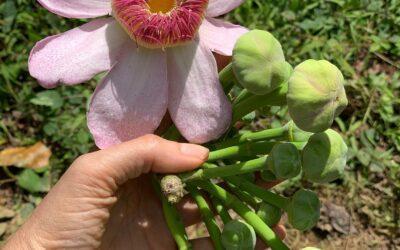Heaven Lotus